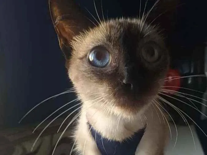 Gato ra a Srd idade 7 a 11 meses nome Faiga