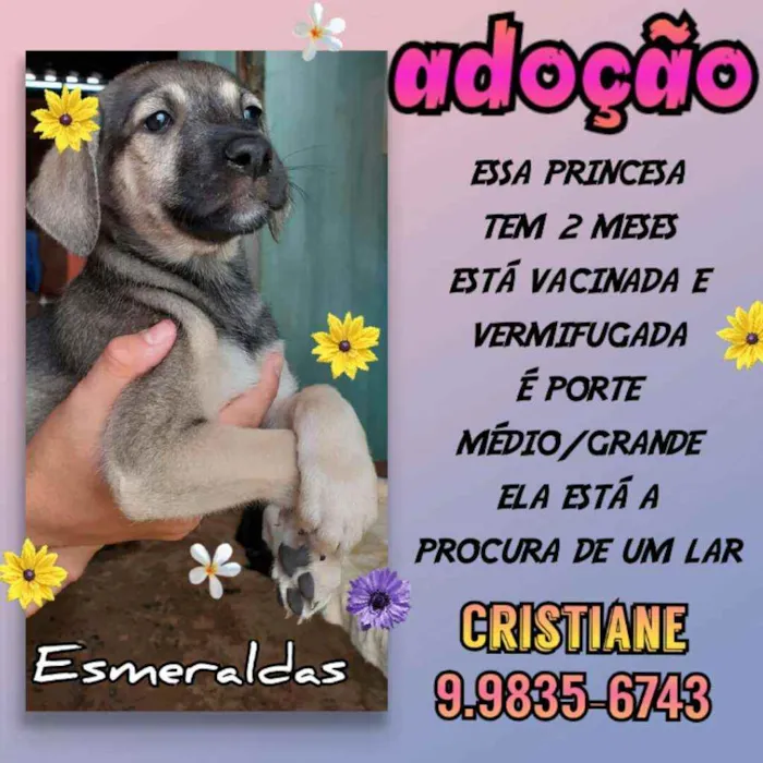 Cachorro raça SRD idade 2 a 6 meses nome  Mila