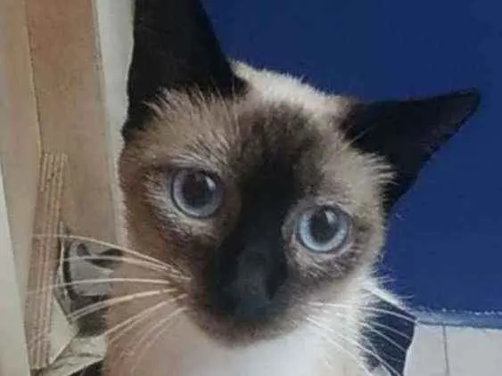 Gato ra a Srd idade 7 a 11 meses nome Faiga