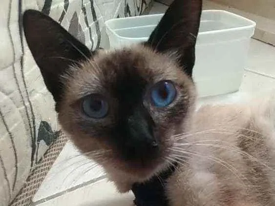 Gato ra a Srd idade 7 a 11 meses nome Faiga