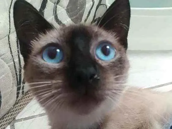 Gato ra a Srd idade 7 a 11 meses nome Faiga