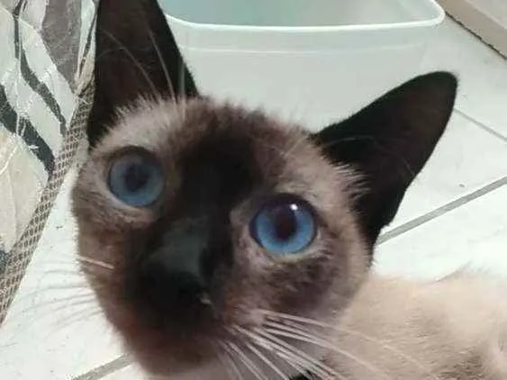 Gato ra a Srd idade 7 a 11 meses nome Faiga