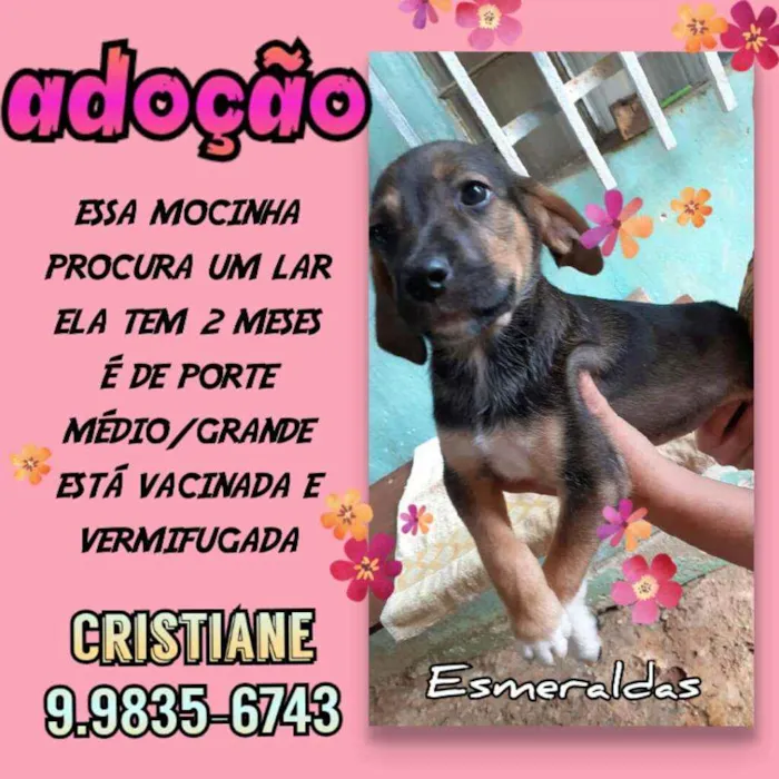 Cachorro raça SRD idade 2 a 6 meses nome Cacau