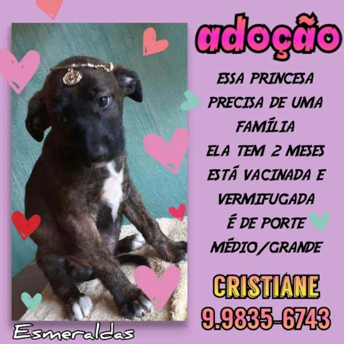 Cachorro raça SRD idade 2 a 6 meses nome Dara