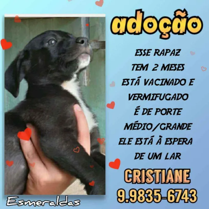 Cachorro raça SRD idade 2 a 6 meses nome Bolt