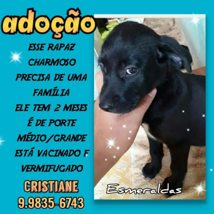 Cachorro raça SRD idade 2 a 6 meses nome Nick 