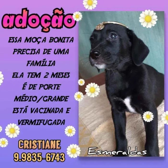 Cachorro raça SRD idade 2 a 6 meses nome Luna