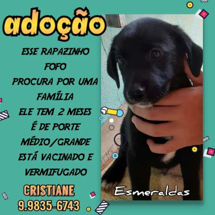Cachorro raça SRD idade 2 a 6 meses nome Thor