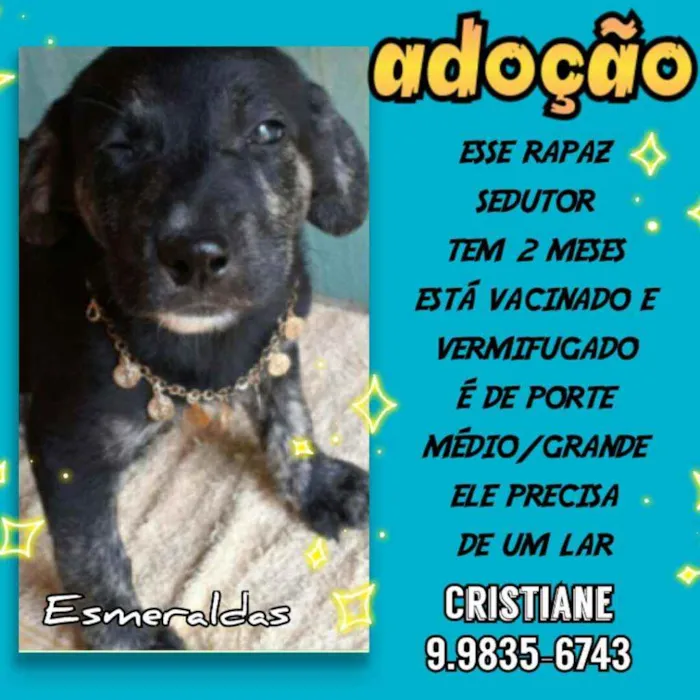 Cachorro raça SRD idade 2 a 6 meses nome Apolo