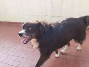 Cachorro raça Lhasa com vira lata  idade 5 anos nome Mel