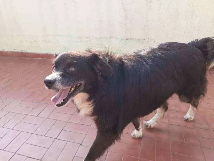 Cachorro ra a Lhasa com vira lata  idade 5 anos nome Mel