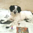 Tuffy