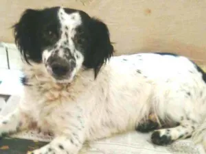 Cachorro raça  idade 2 anos nome Tuffy 