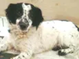 Tuffy