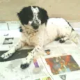 Tuffy