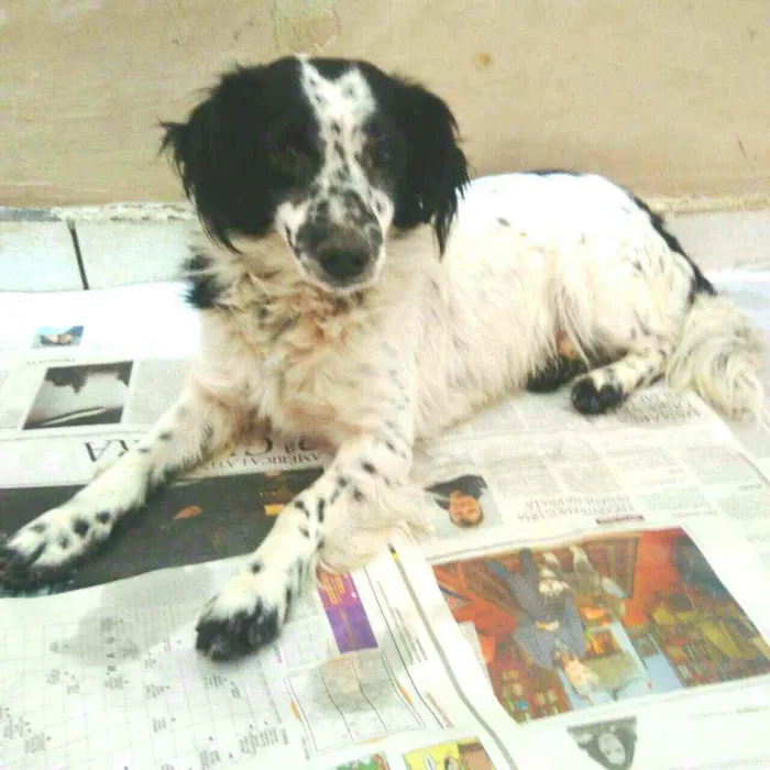 Cachorro ra a  idade 2 anos nome Tuffy