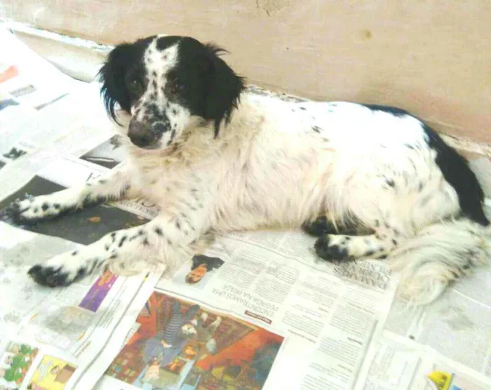 Cachorro ra a  idade 2 anos nome Tuffy
