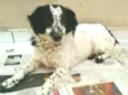 Tuffy