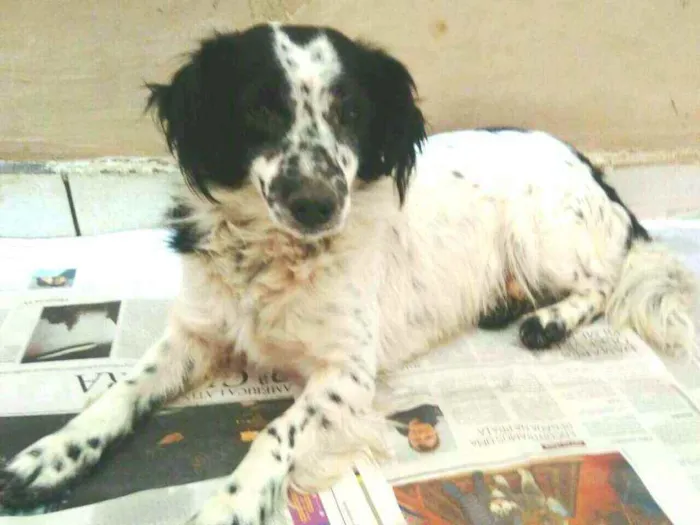 Cachorro ra a  idade 2 anos nome Tuffy