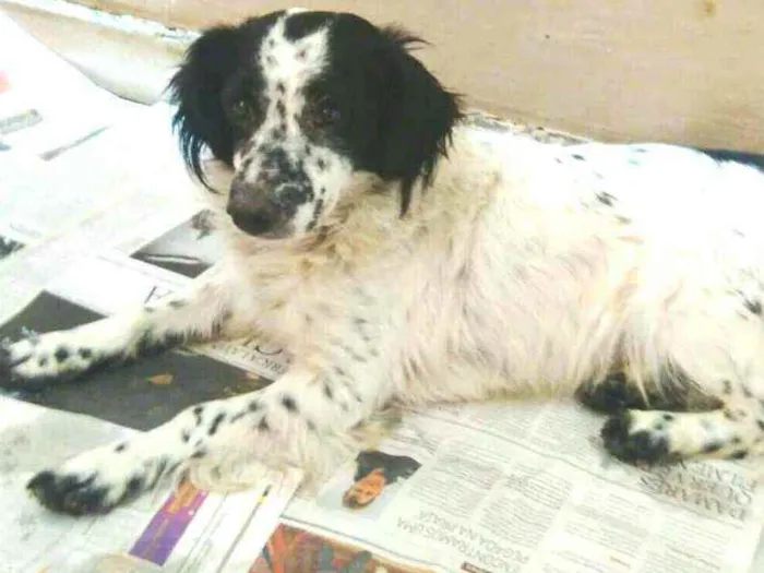 Cachorro ra a  idade 2 anos nome Tuffy