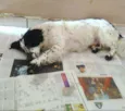 Tuffy