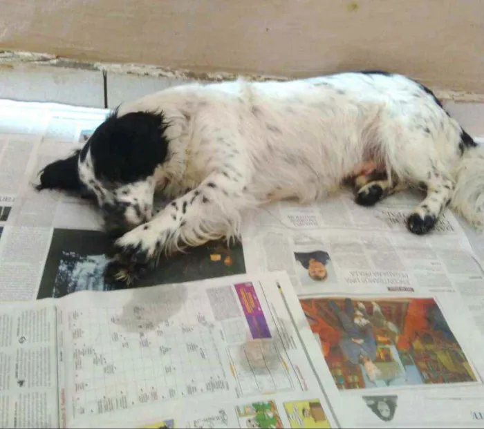 Cachorro ra a  idade 2 anos nome Tuffy