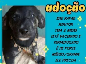 Cachorro raça SRD idade 2 a 6 meses nome Apolo