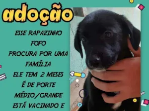 Cachorro raça SRD idade 2 a 6 meses nome Thor