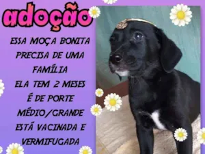 Cachorro raça SRD idade 2 a 6 meses nome Luna