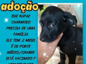 Cachorro raça SRD idade 2 a 6 meses nome Nick 