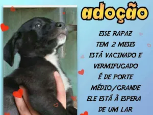 Cachorro raça SRD idade 2 a 6 meses nome Bolt