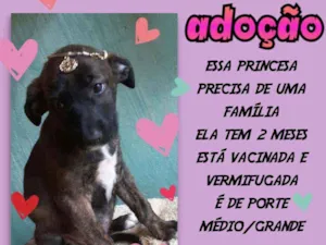 Cachorro raça SRD idade 2 a 6 meses nome Dara