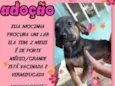 Cacau