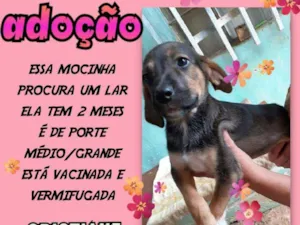Cachorro raça SRD idade 2 a 6 meses nome Cacau