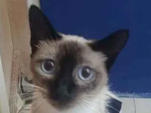 Gato raça Srd idade 7 a 11 meses nome Faiga