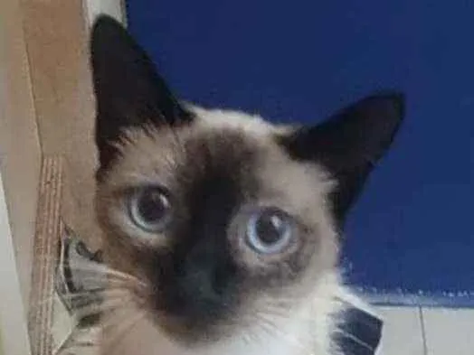 Gato ra a Srd idade 7 a 11 meses nome Faiga
