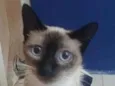 Faiga