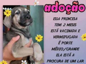 Cachorro raça SRD idade 2 a 6 meses nome  Mila