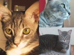 Gato raça Srd idade 1 ano nome Kenai