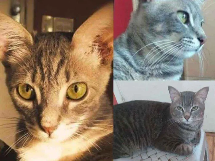 Gato ra a Srd idade 1 ano nome Kenai