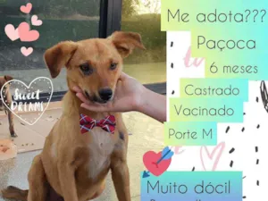 Cachorro raça SRD idade 7 a 11 meses nome Paçoca 