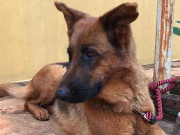 Cachorro ra a PastorAlemão idade  nome não identificado