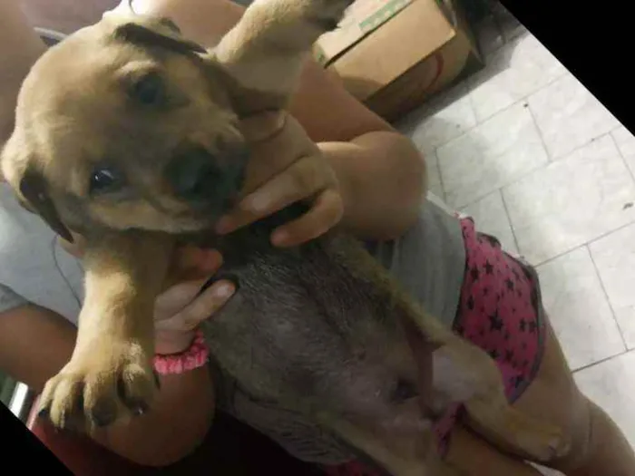 Cachorro ra a Srd idade Abaixo de 2 meses nome Sem nome