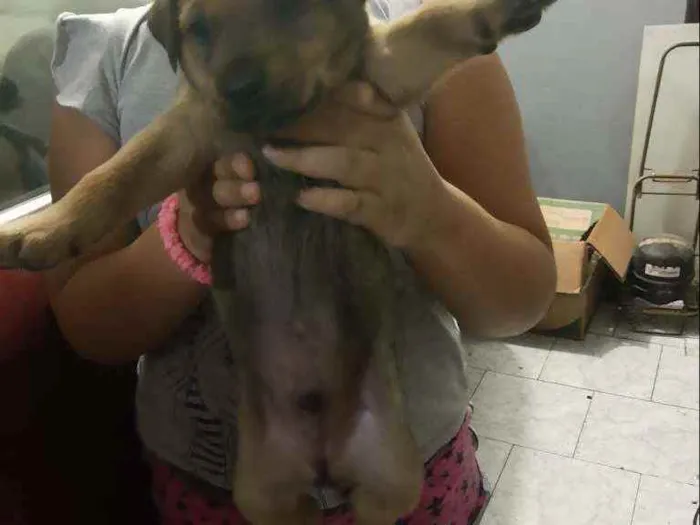 Cachorro ra a Srd idade Abaixo de 2 meses nome Sem nome