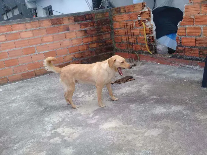 Cachorro raça Srd idade 2 anos nome Serena