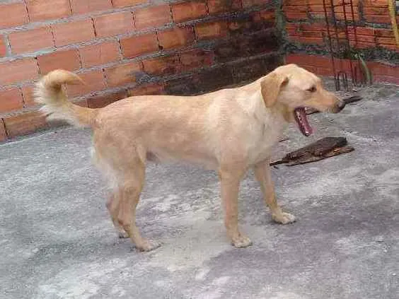 Cachorro raça Srd idade 2 anos nome Serena