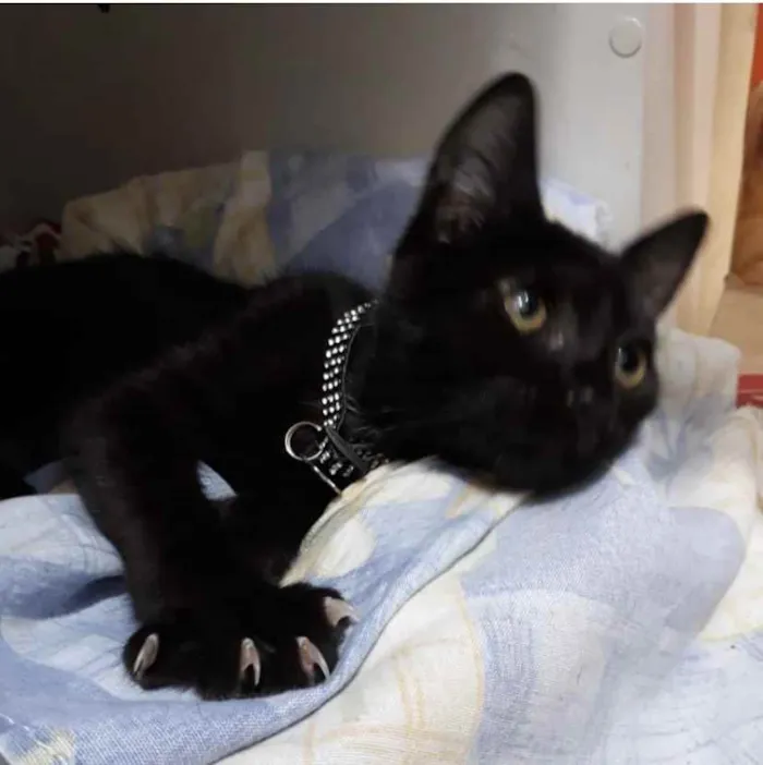 Gato ra a SRD idade 2 a 6 meses nome Graveto 