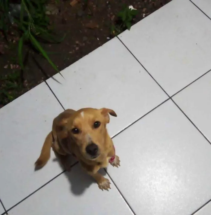 Cachorro ra a Sem raça  idade 3 anos nome Lady