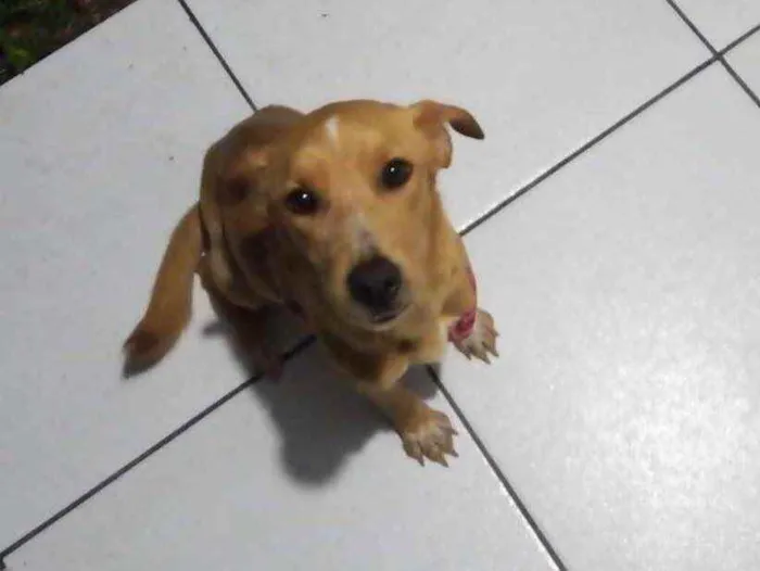 Cachorro ra a Sem raça  idade 3 anos nome Lady