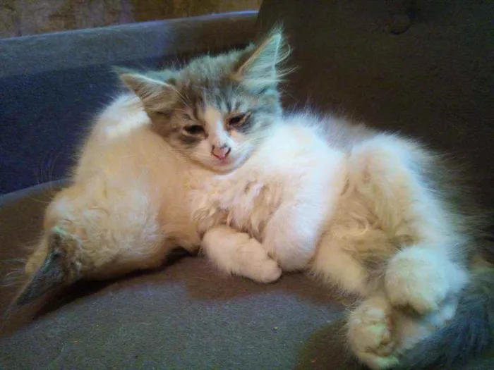 Gato ra a SRD idade 2 a 6 meses nome Filhotes para Adoção